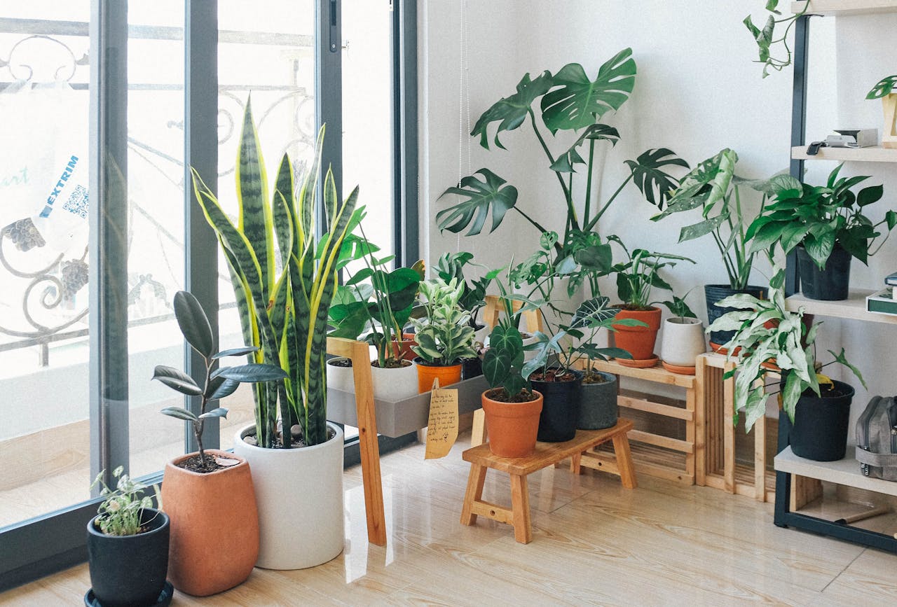 Creative Ways to Display Plants