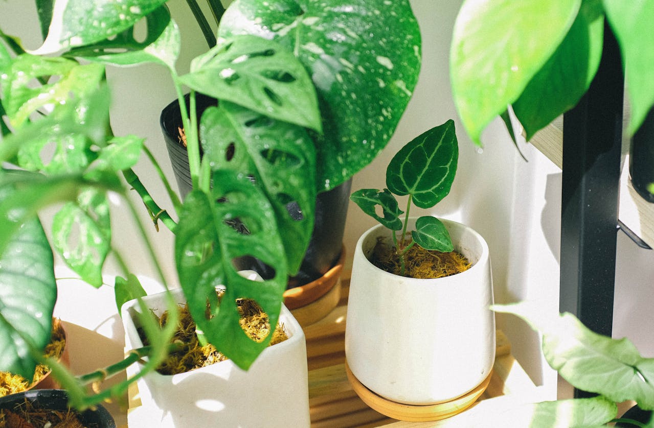 Why Indoor Plants Matter
