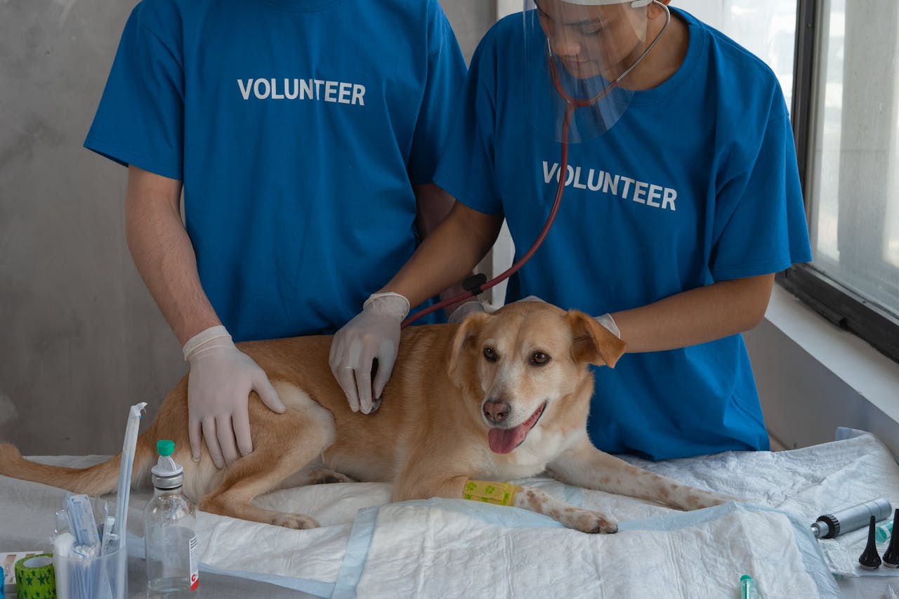 Volunteering Opportunities for Animal Lovers