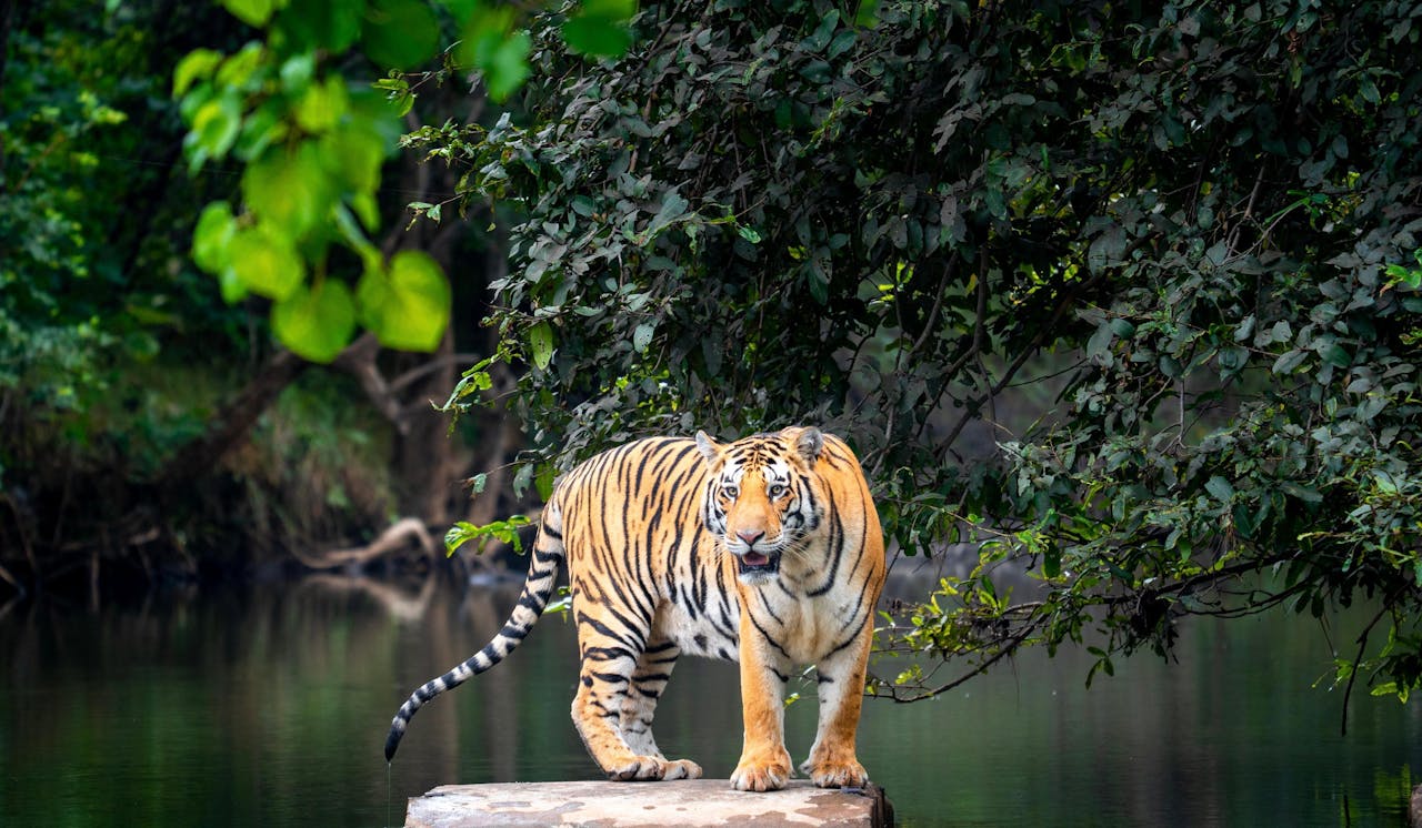 FAQ: Wildlife Conservation Success Stories