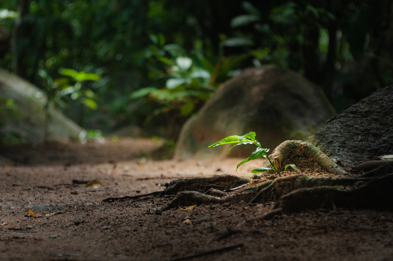 How Ecosystems Support Life on Earth