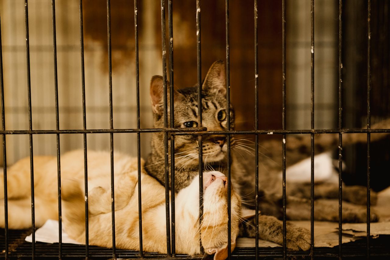 Animal Shelters