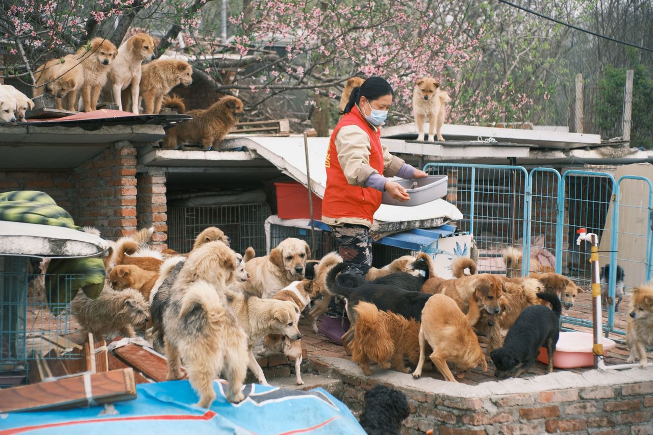 The Role of Animal Shelters in Communities