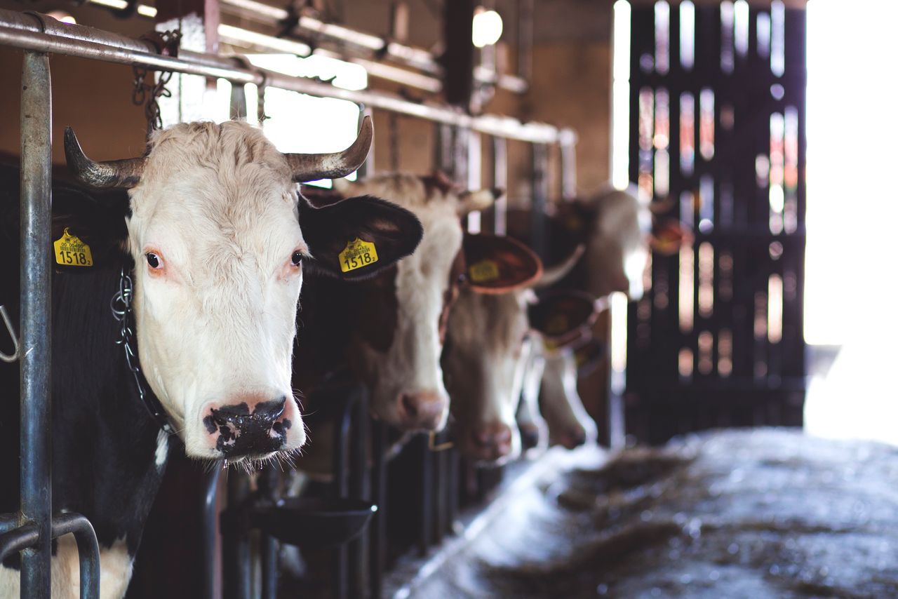 Animals in Agriculture