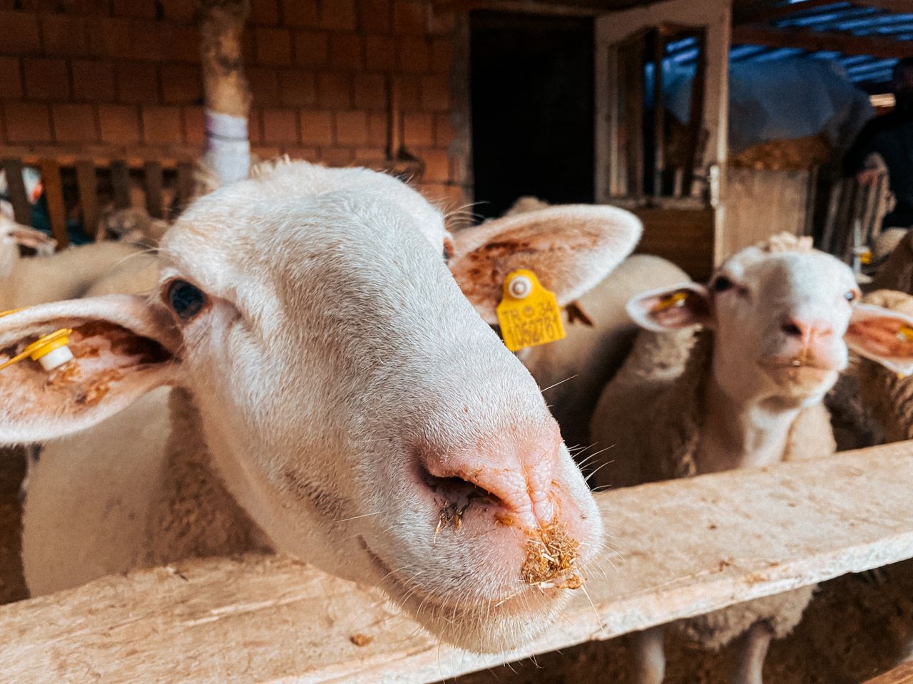 Ethical Treatment of Animals in Agriculture