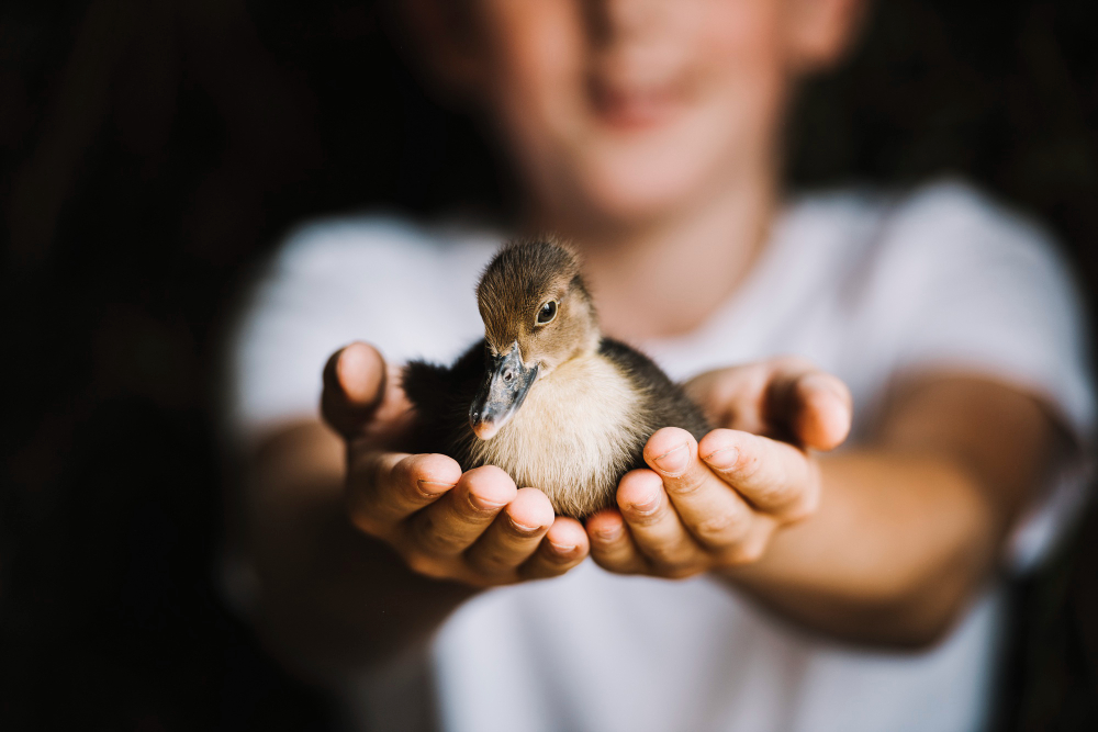 The Importance of Animal Welfare Laws