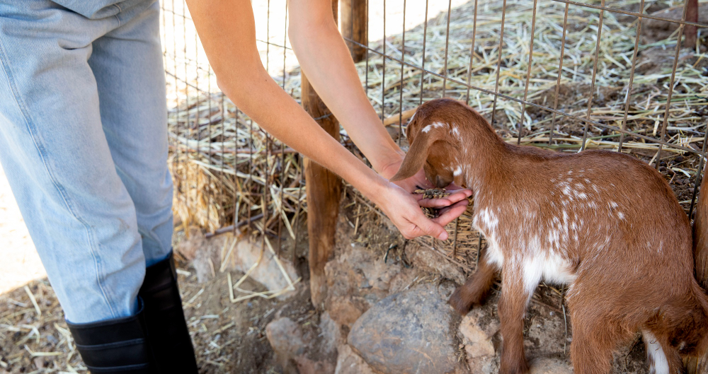 Animal Welfare Laws