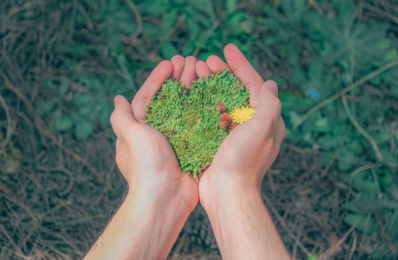 Forest Conservation and Environmental Protection: Protecting the Planet’s Natural Future