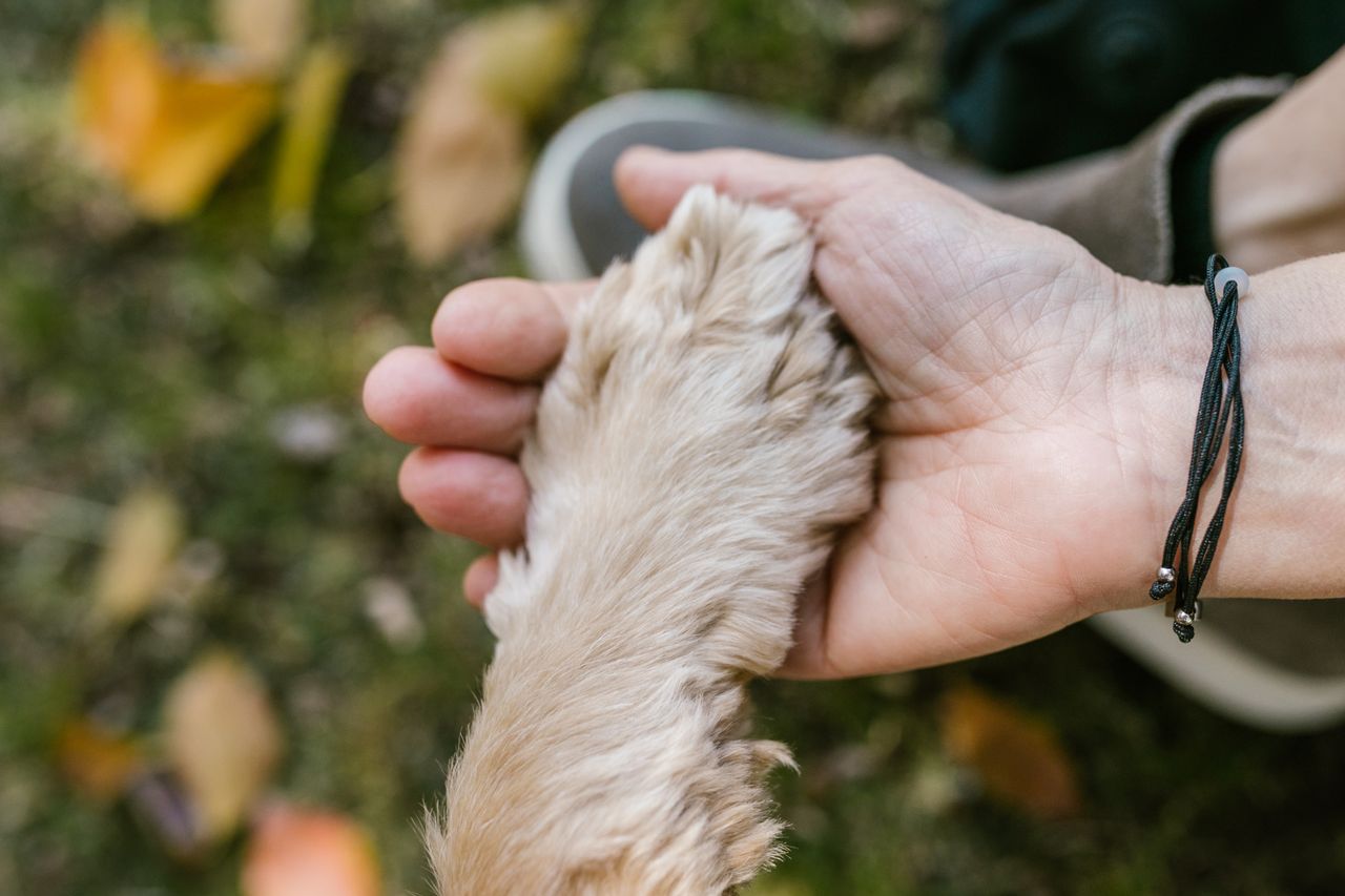 How Individuals Can Support Animal Protection: Simple Actions That Create Change