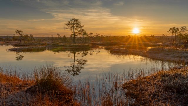 The Importance of Wetlands and Natural Habitats