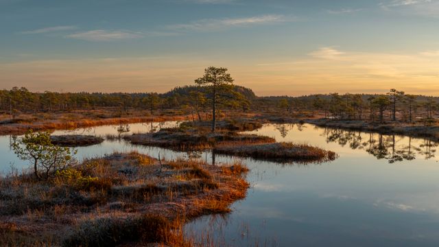 Wetlands and Natural Habitats