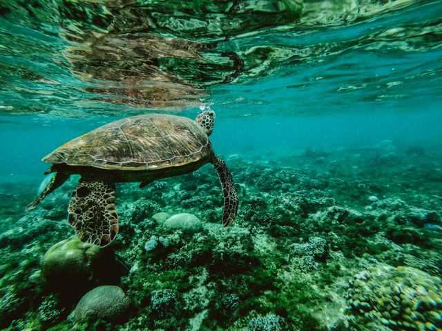 Marine Life Conservation Initiatives