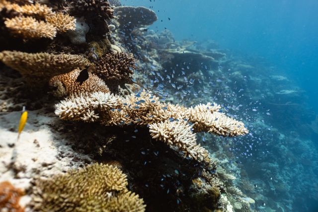 Marine Life Conservation Initiatives